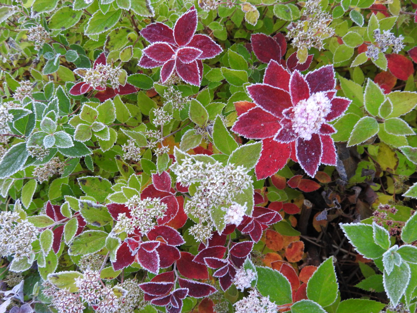 Valokuvaaja: Vuokko Virtanen