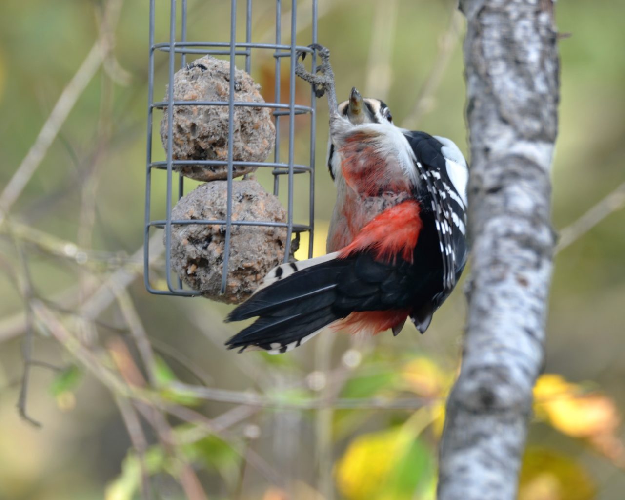 Valokuvaaja: satu välimaa