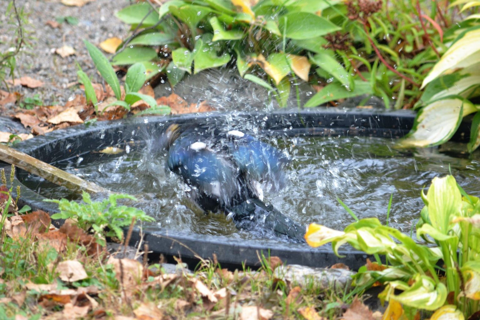 Valokuvaaja: satu välimaa