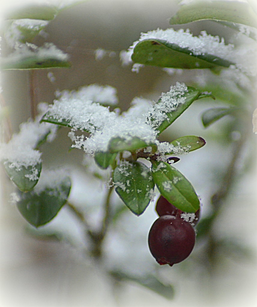 Valokuvaaja: Eija Varjola Valokuvaaja: Eija Varjola