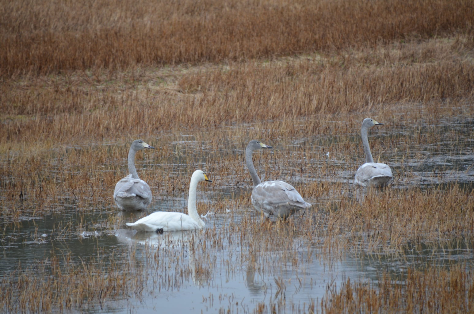 Valokuvaaja: Pirre Lahti