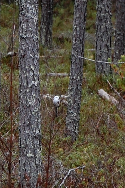 Valokuvaaja: Sirkka Perttu