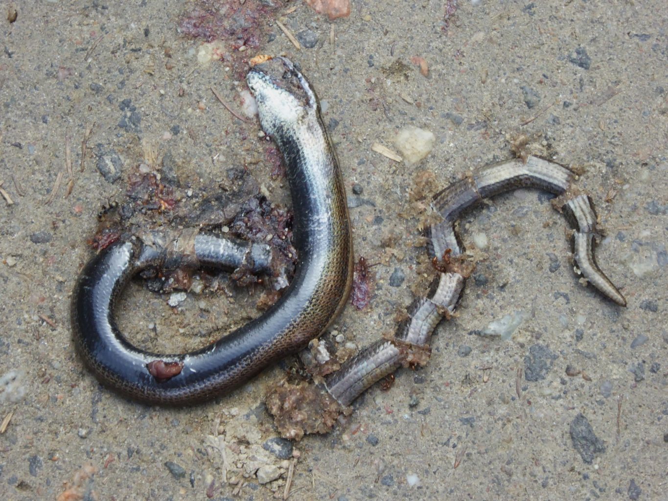 Valokuvaaja: Eija Autio