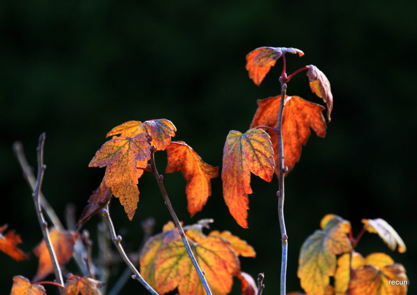 Valokuvaaja: reijo lehtonen