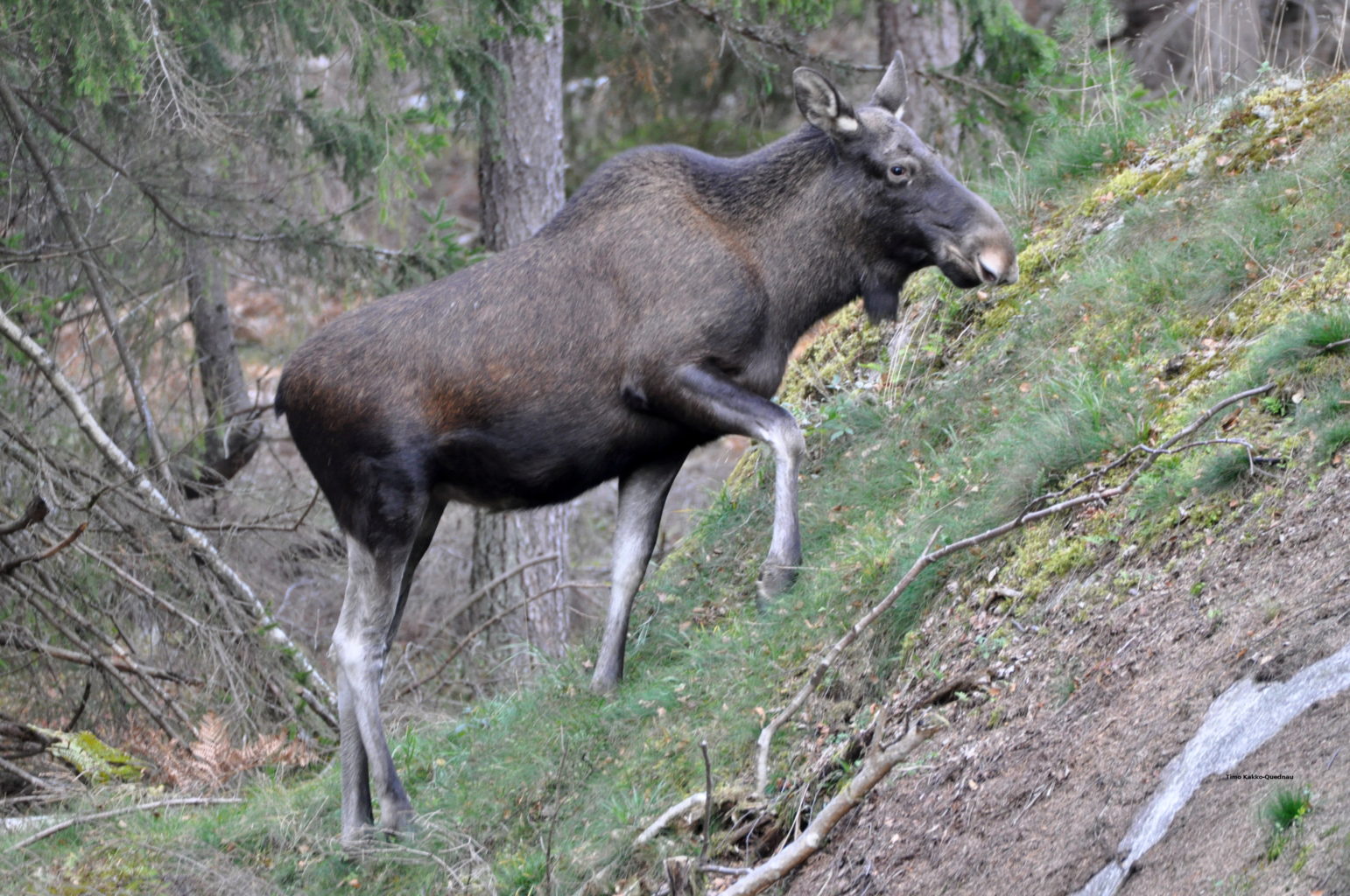 Valokuvaaja: Timo Kakko-Quednau