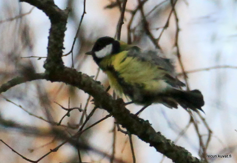 Valokuvaaja: Reijo lehtonen