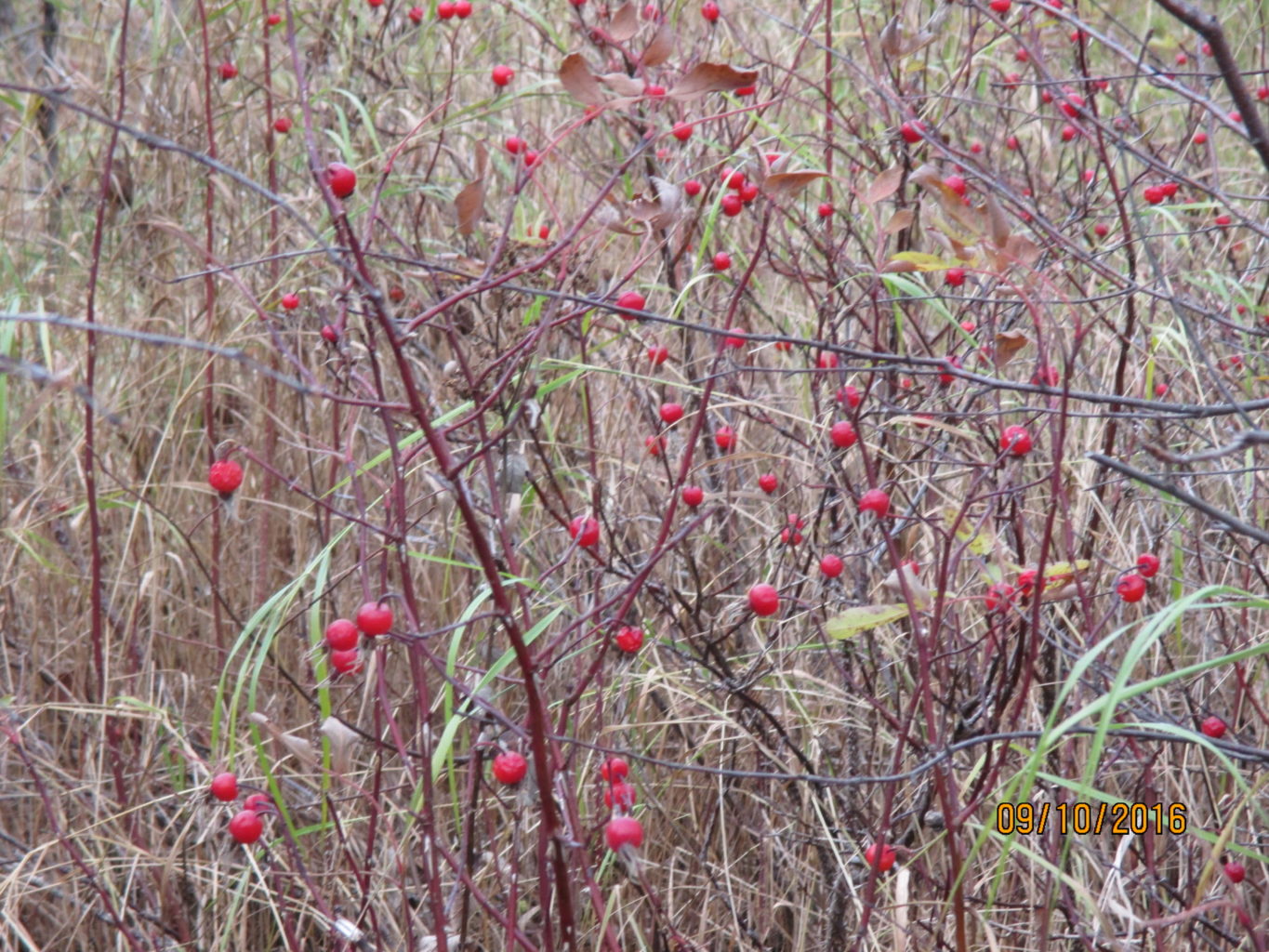 Valokuvaaja: yrjo lukkari