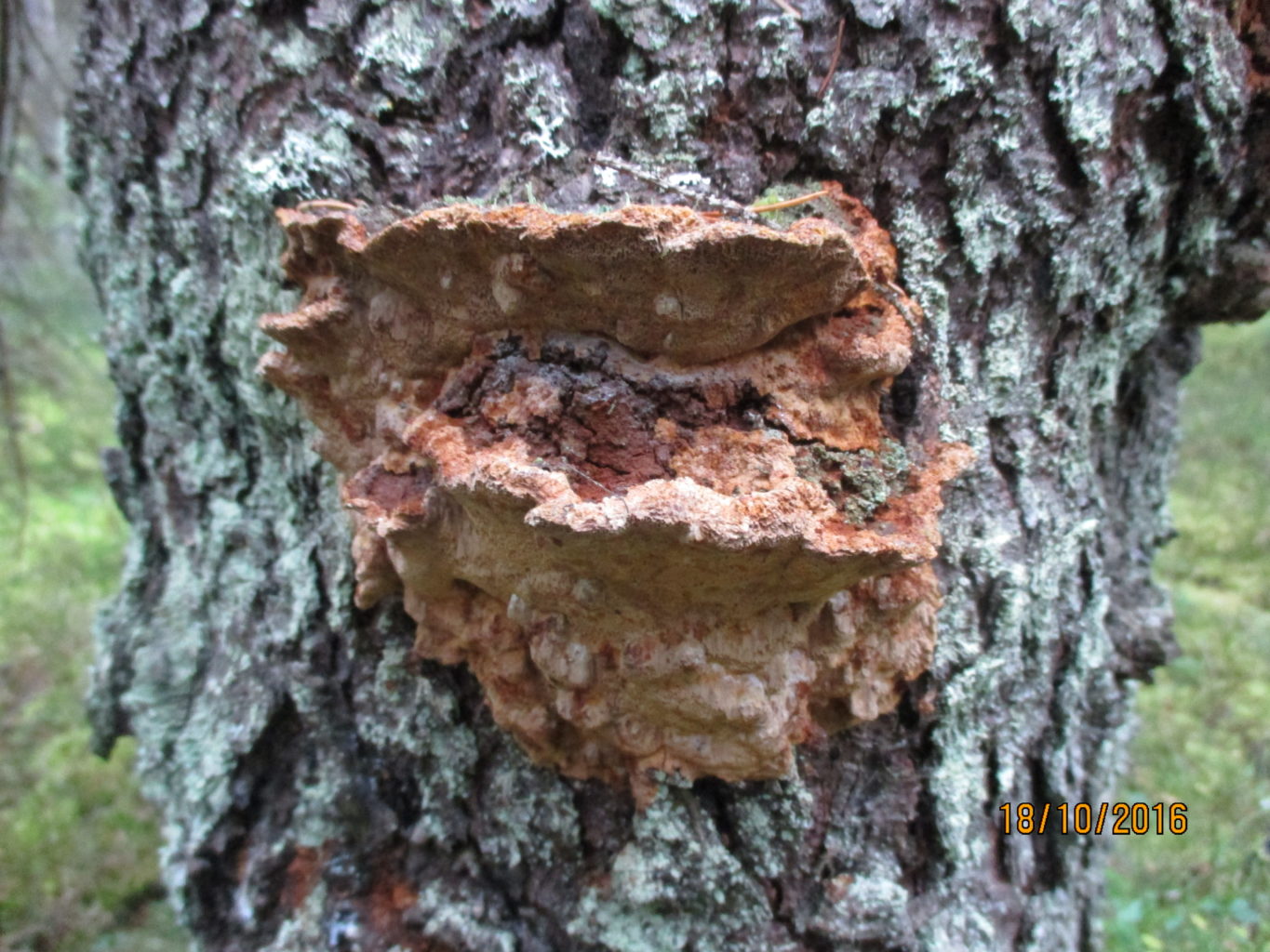 Valokuvaaja: yrjo lukkari