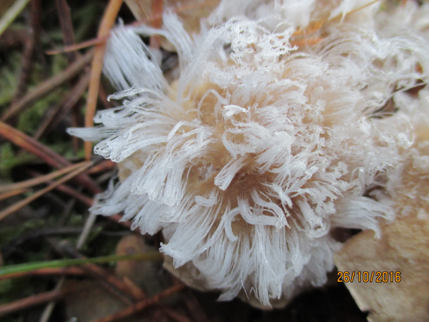 Valokuvaaja: yrjo lukkari