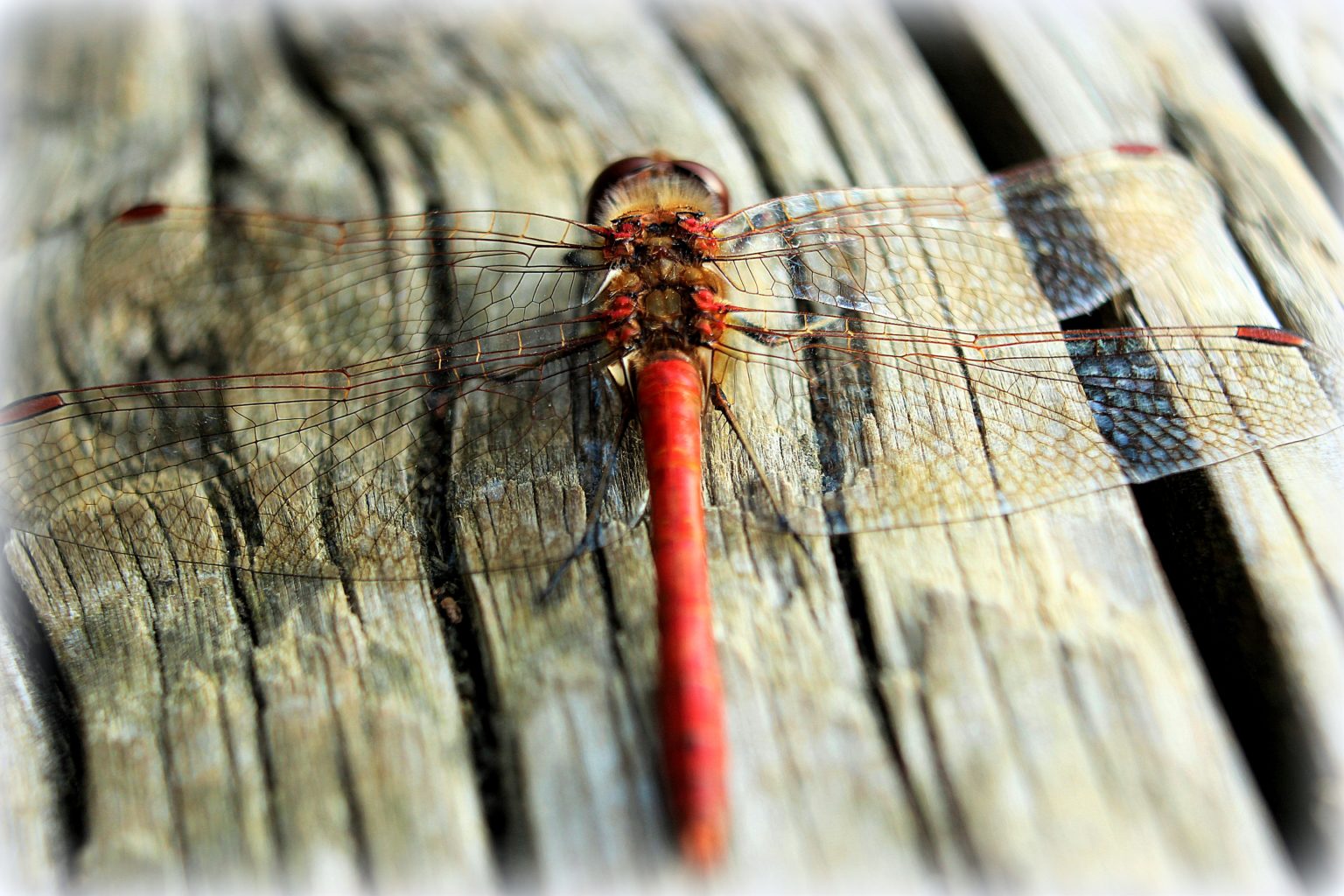 Valokuvaaja: Irja Lehtinen