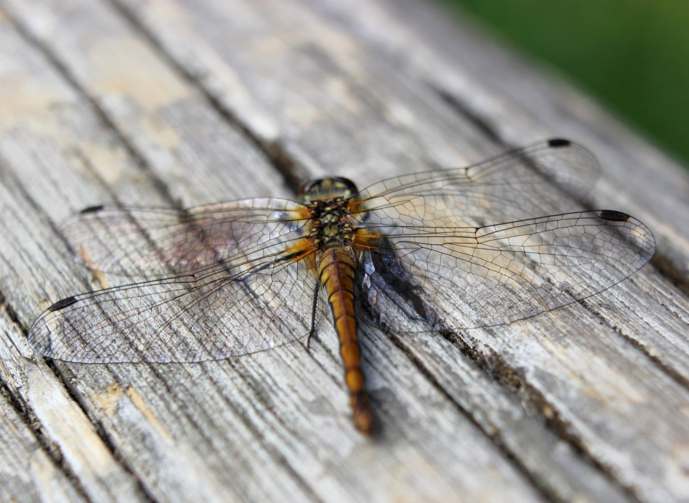 Valokuvaaja: Irja Lehtinen