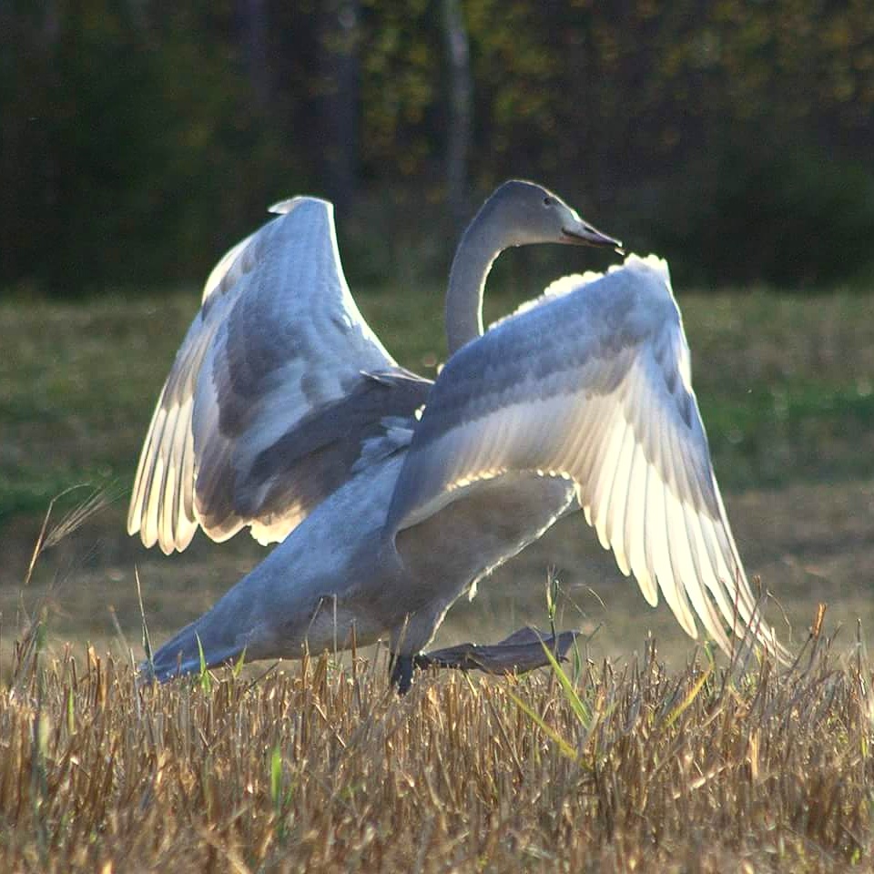 Valokuvaaja: Tapio Keinonen
