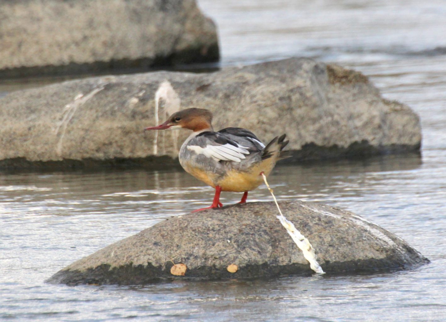 Valokuvaaja: Irja Lehtinen