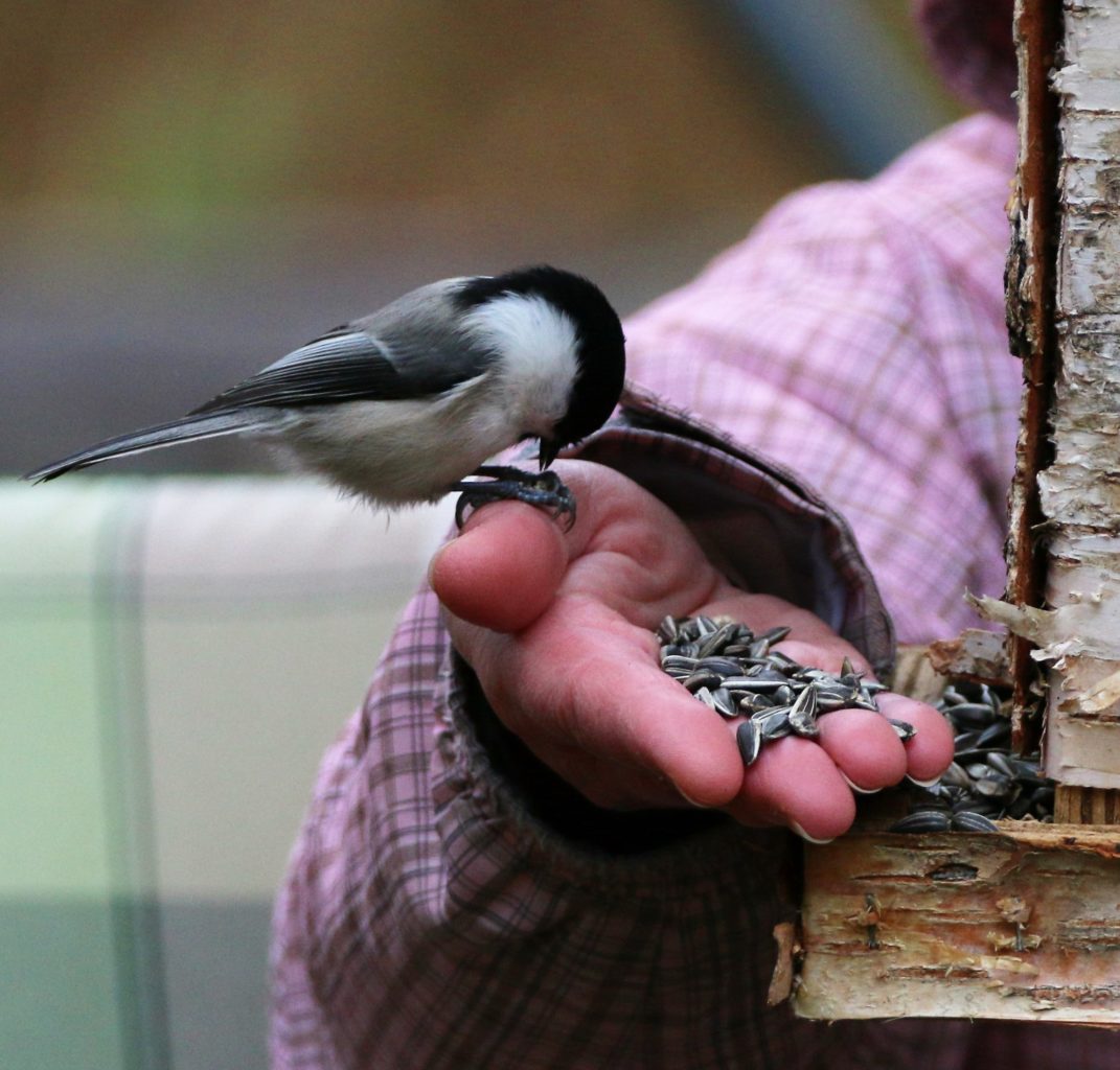 Valokuvaaja: Pekka Putaala
