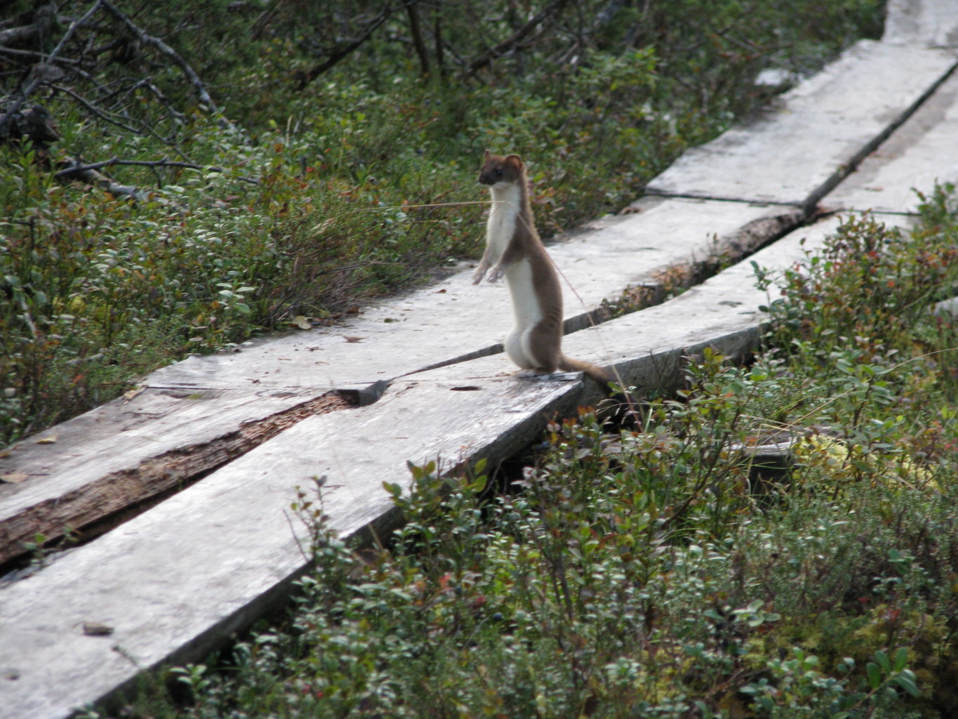 Valokuvaaja: Antti Mikola