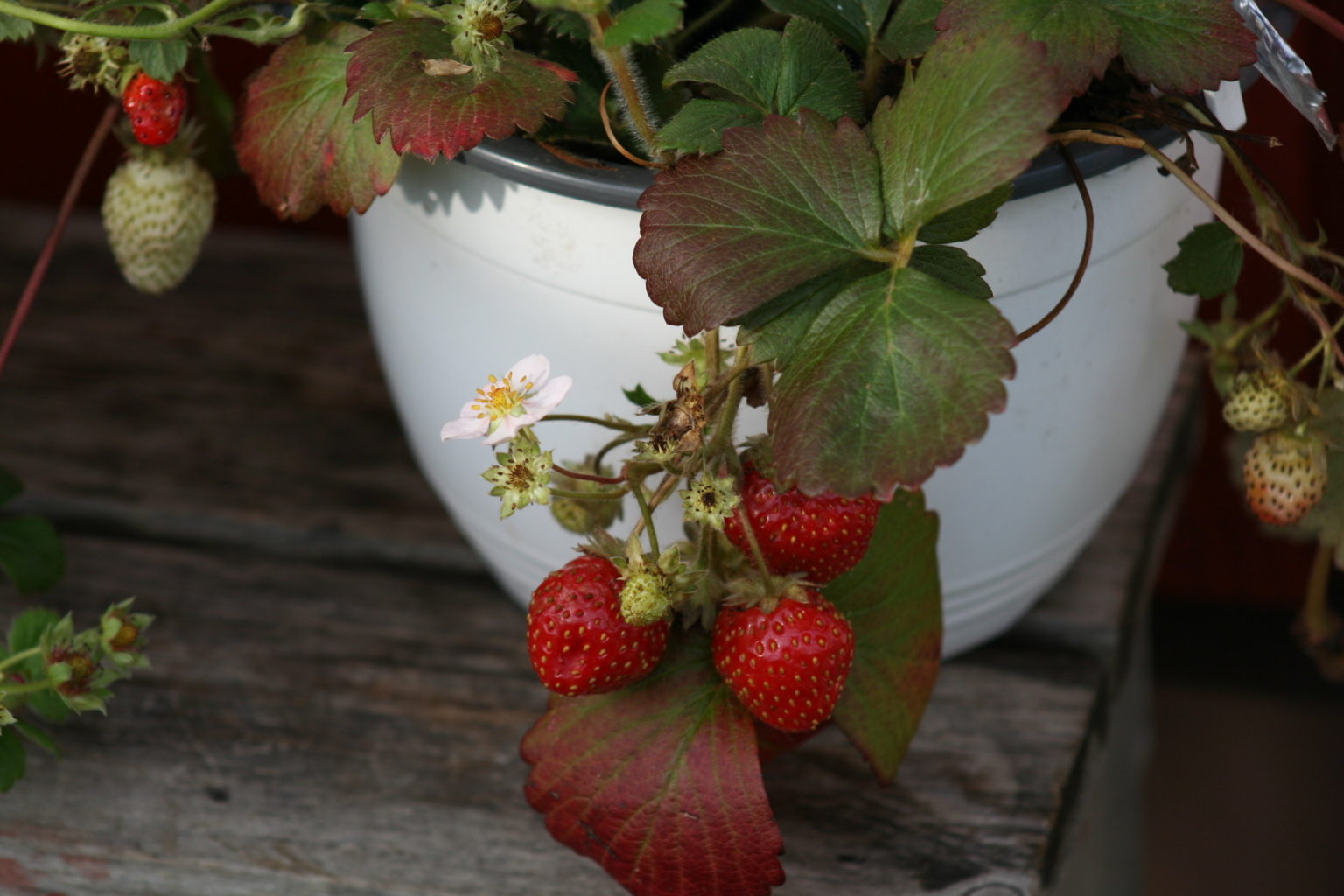 Valokuvaaja: Pirkko Siukonen