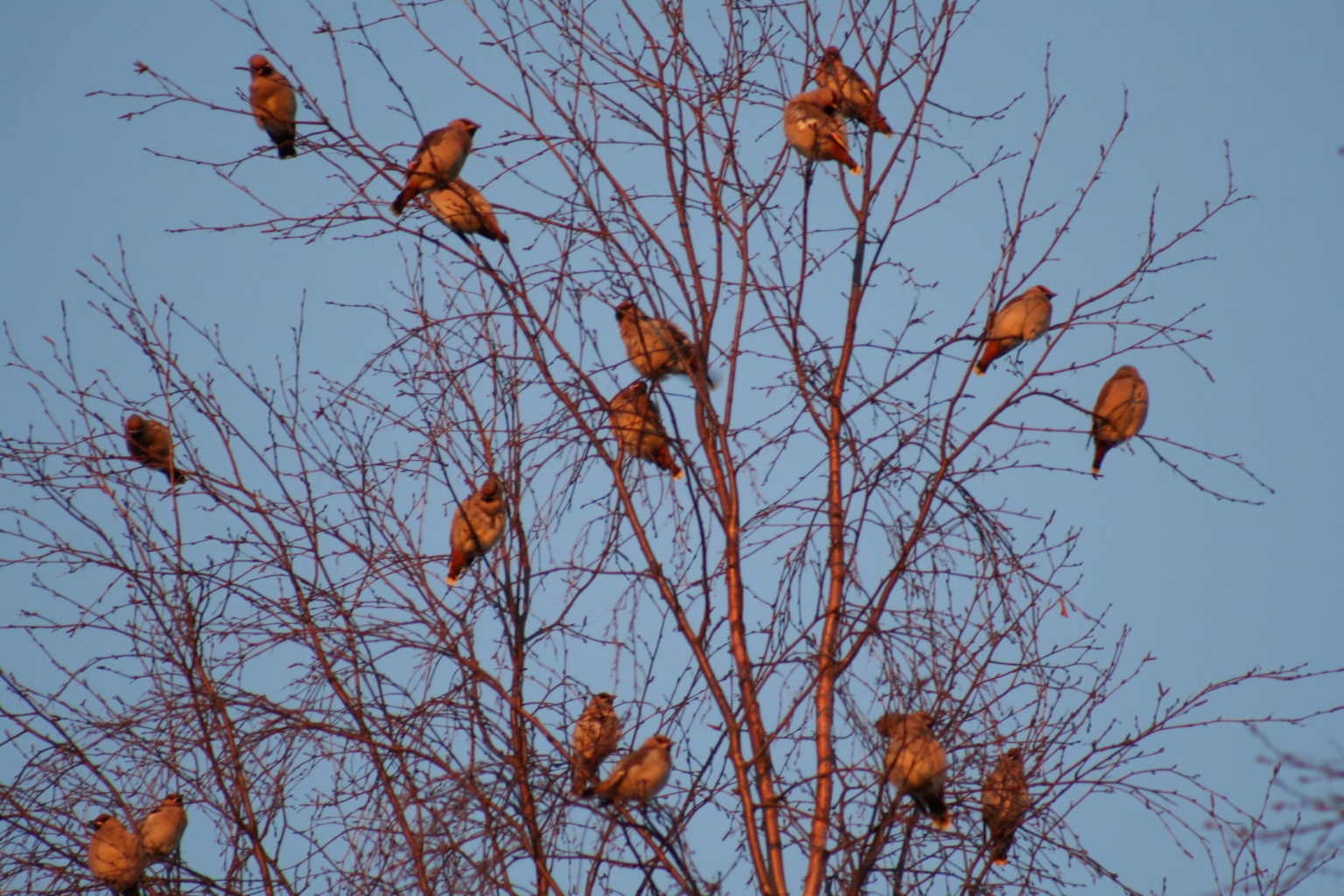 Valokuvaaja: Pirkko Siukonen