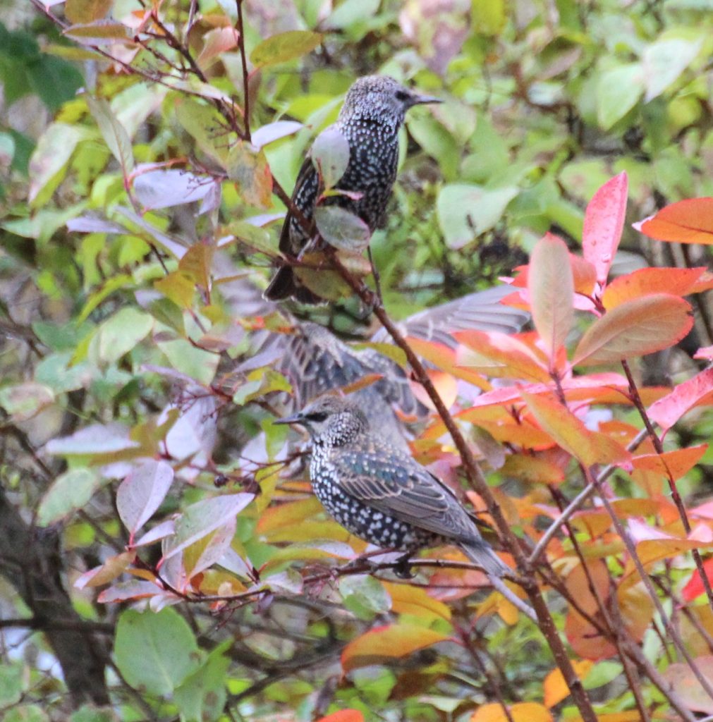 Valokuvaaja: Irja Lehtinen