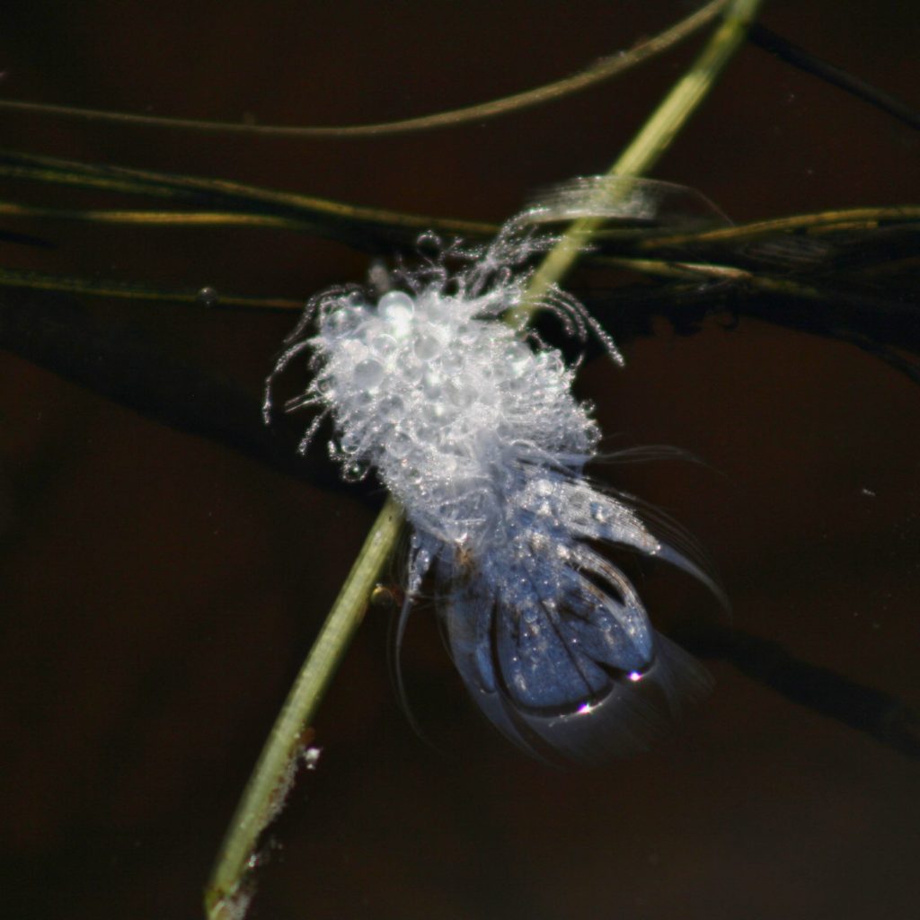 Valokuvaaja: Pirkko Siukonen