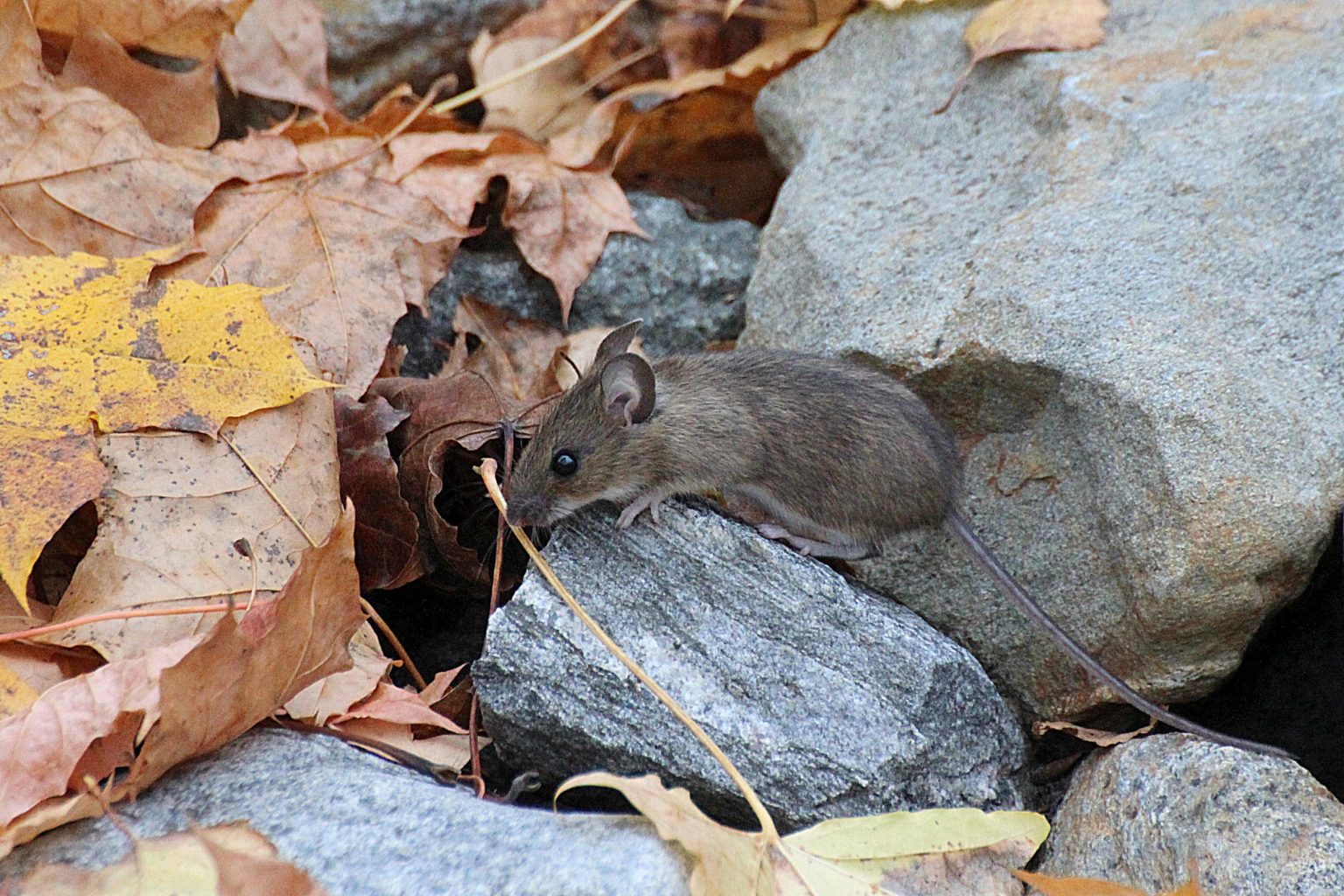 Valokuvaaja: Irja Lehtinen Valokuvaaja: Irja Lehtinen