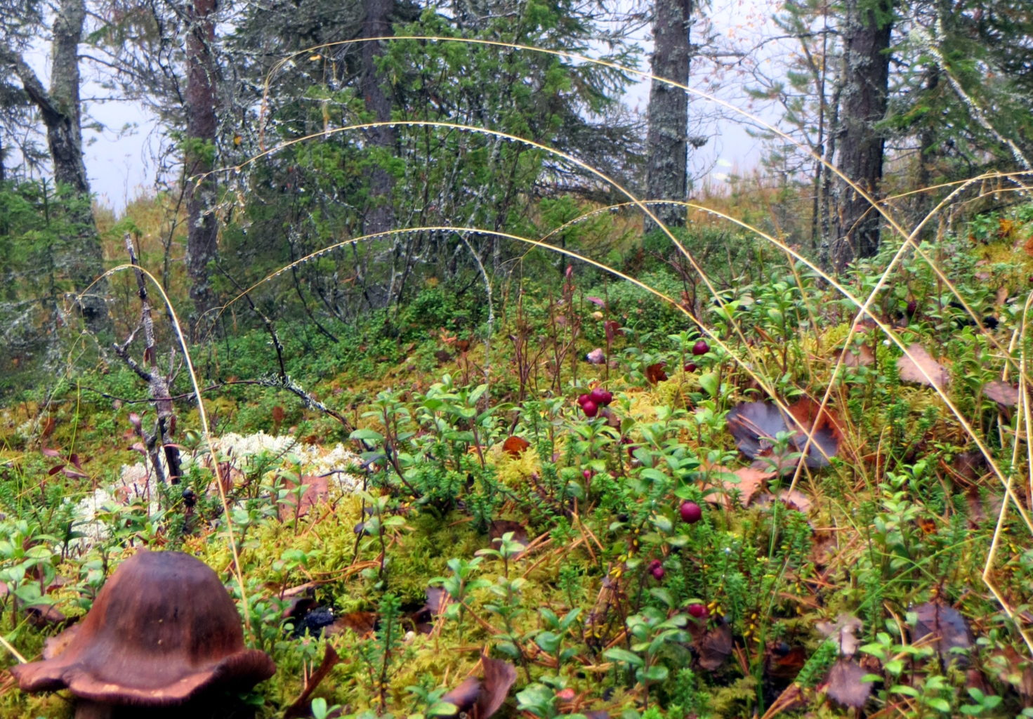 Valokuvaaja: Sirkka Ruotoistenmäki