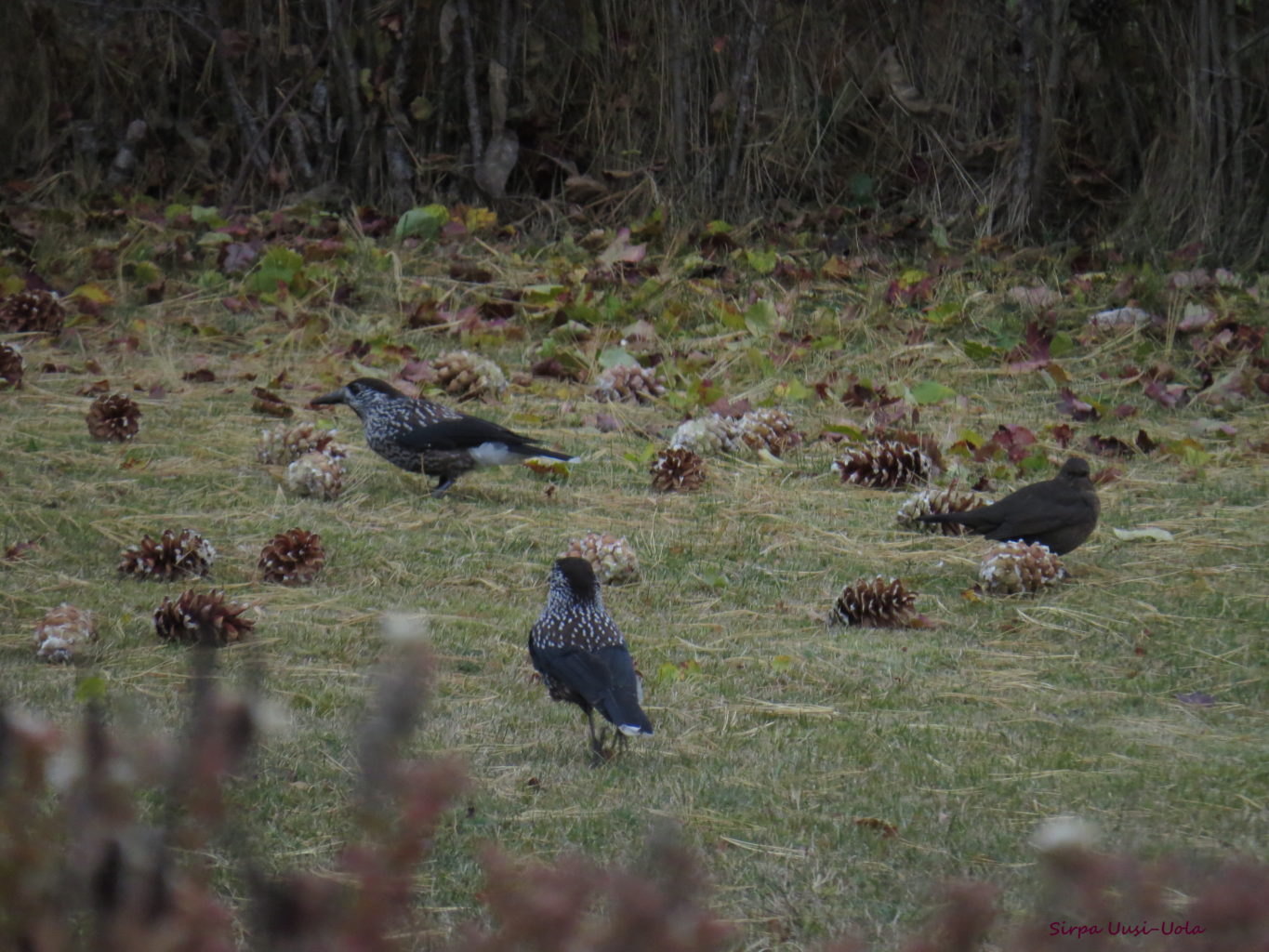 Valokuvaaja: Sirpa Uusi-Uola Valokuvaaja: Sirpa Uusi-Uola