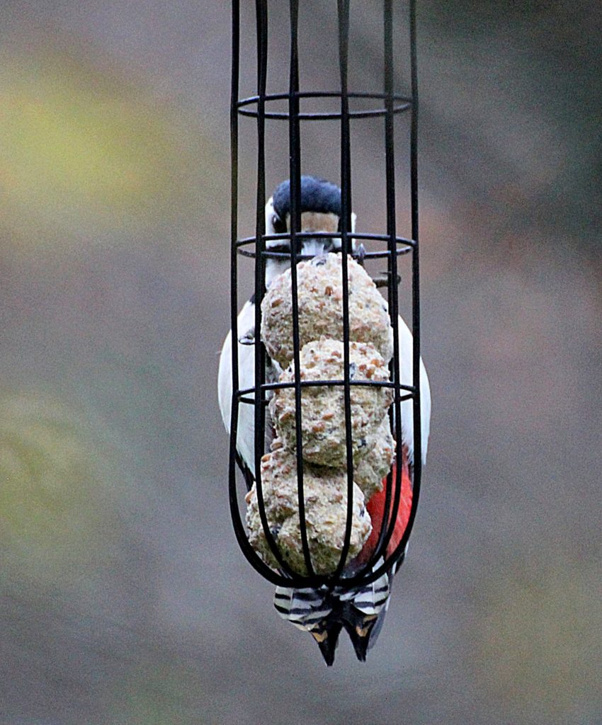 Valokuvaaja: Irja Lehtinen