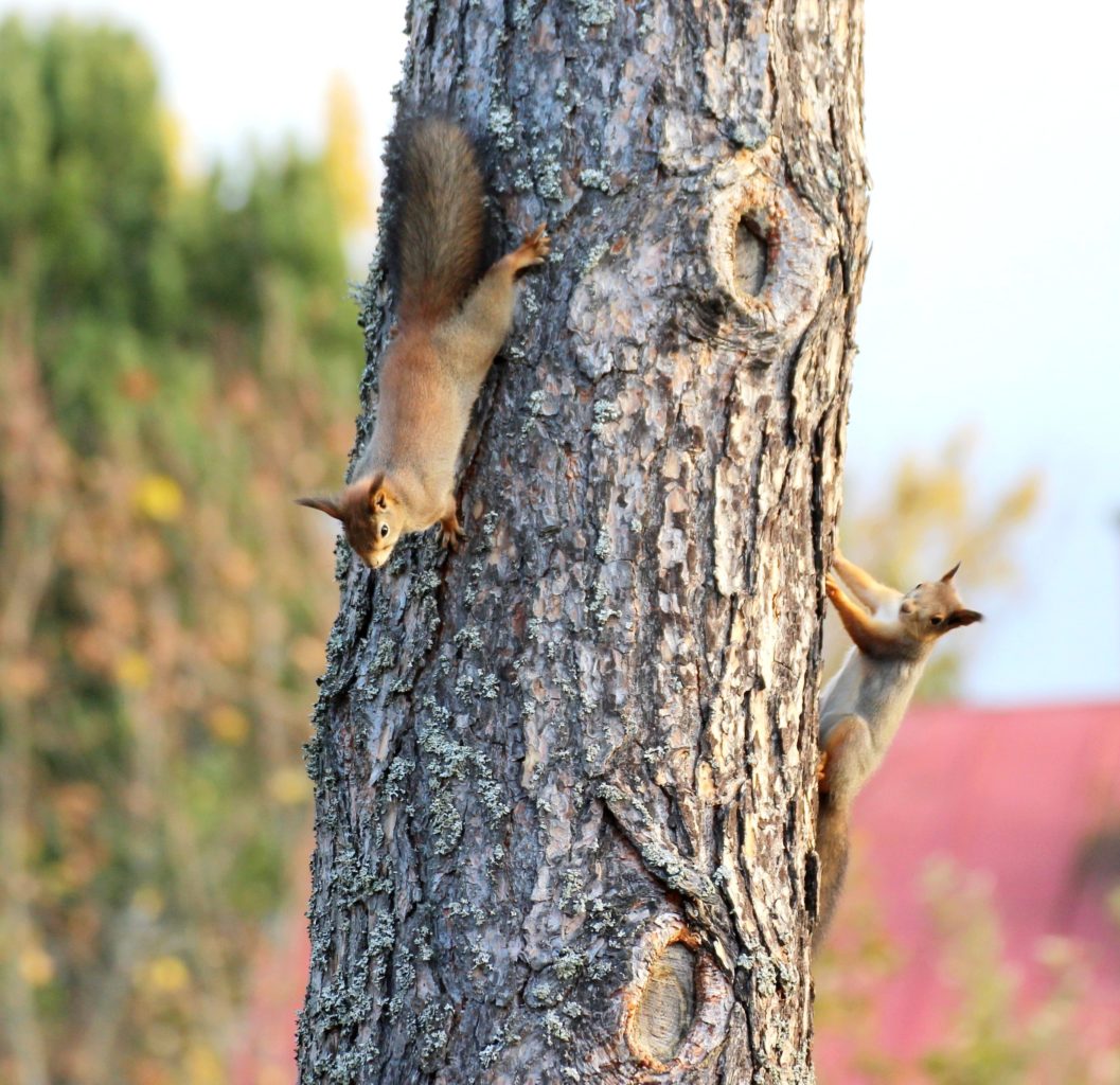 Valokuvaaja: Irja Lehtinen