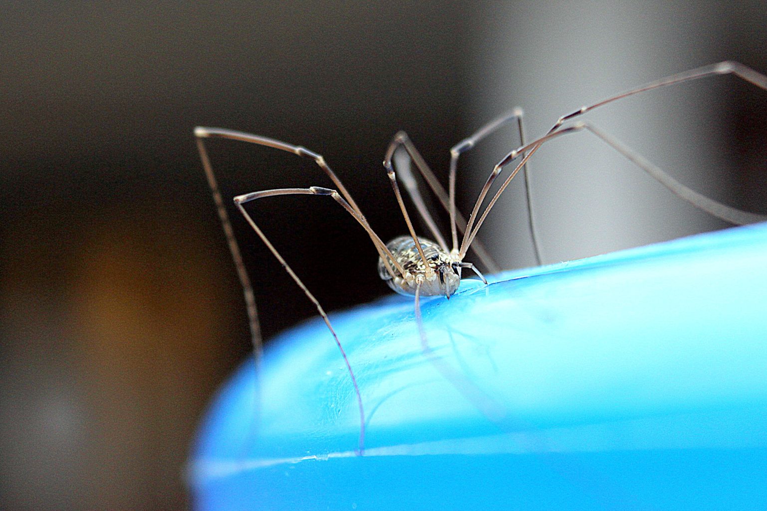 Valokuvaaja: Irja lehtinen