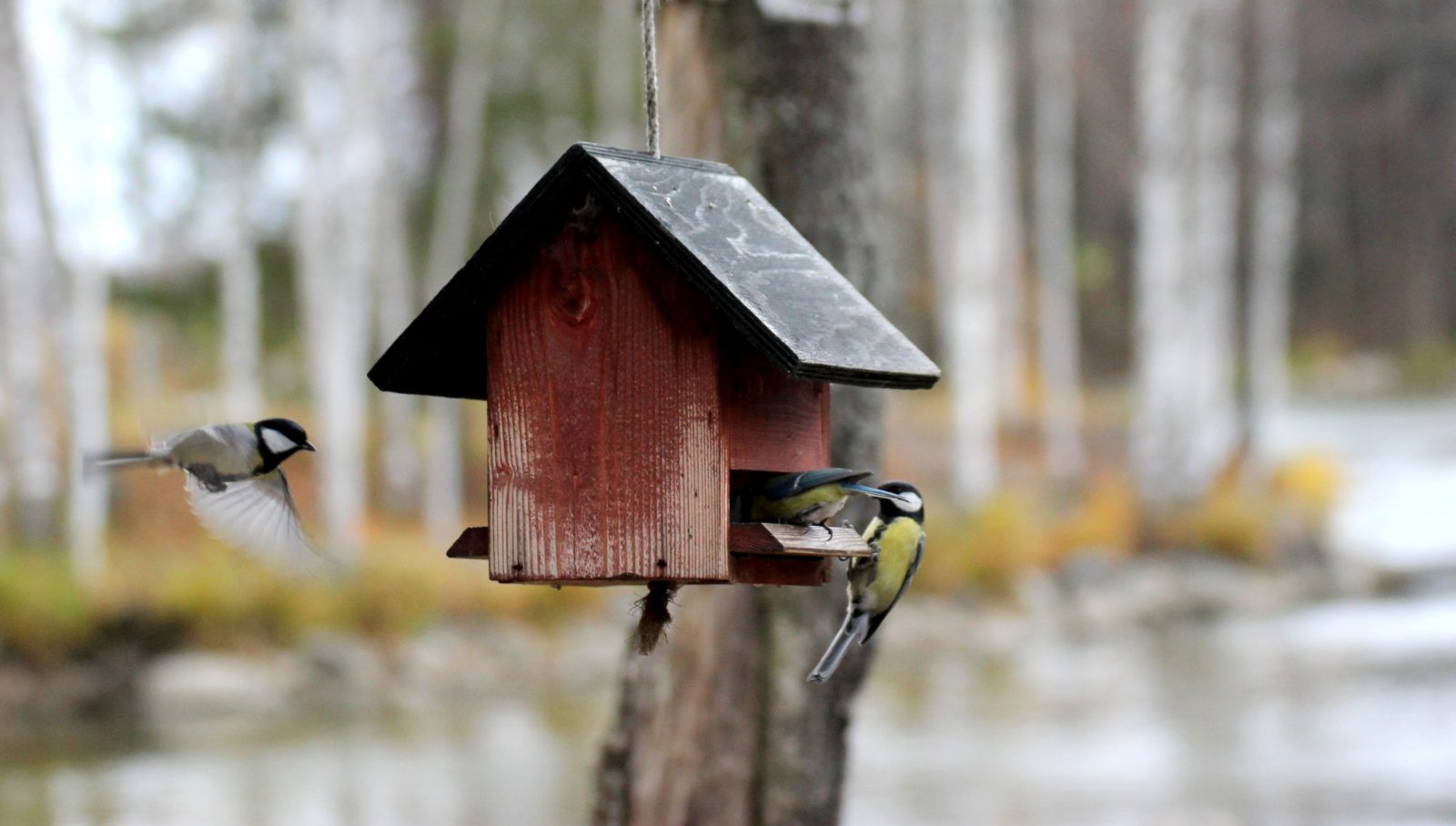 Valokuvaaja: Irja lehtinen Valokuvaaja: Irja lehtinen