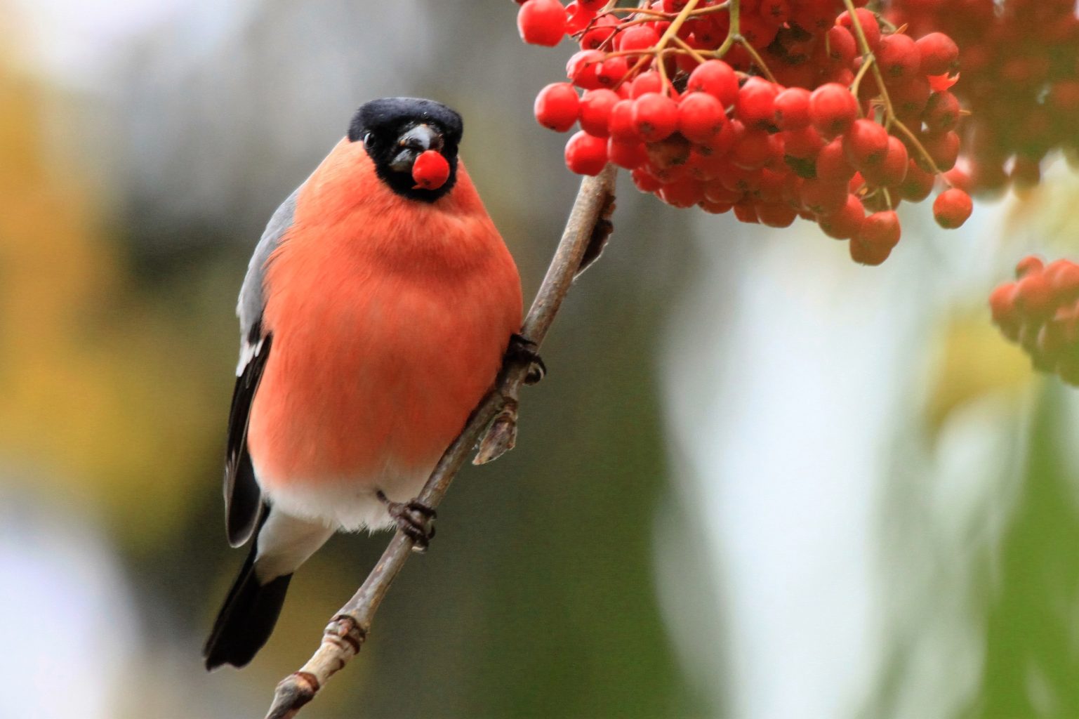 Valokuvaaja: Berndt Hannelius