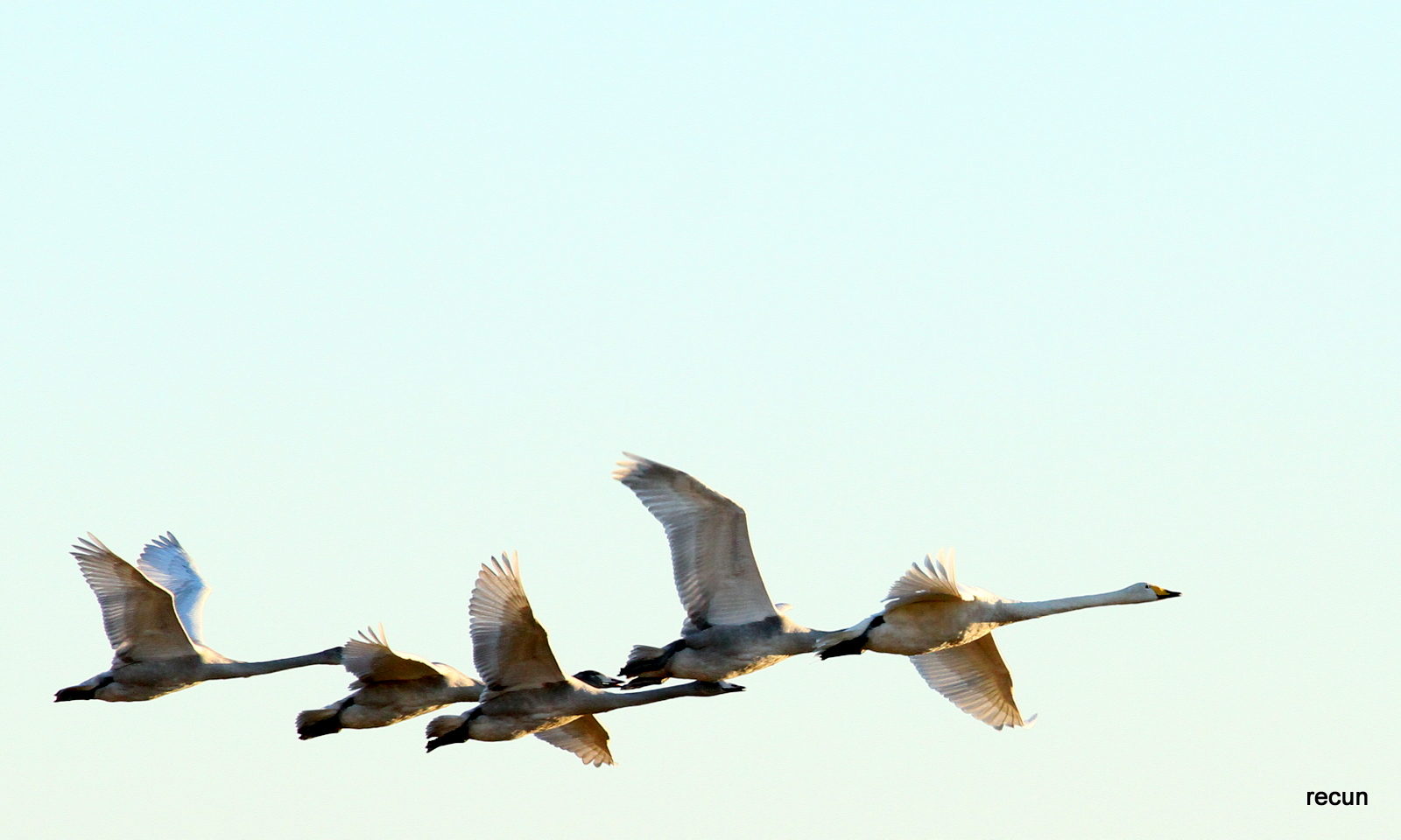 Valokuvaaja: Reijo Reccu Lehtonen