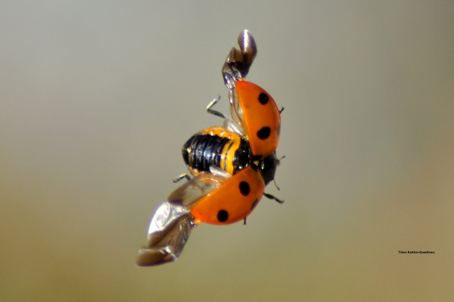Valokuvaaja: Timo Kakko-Quednau