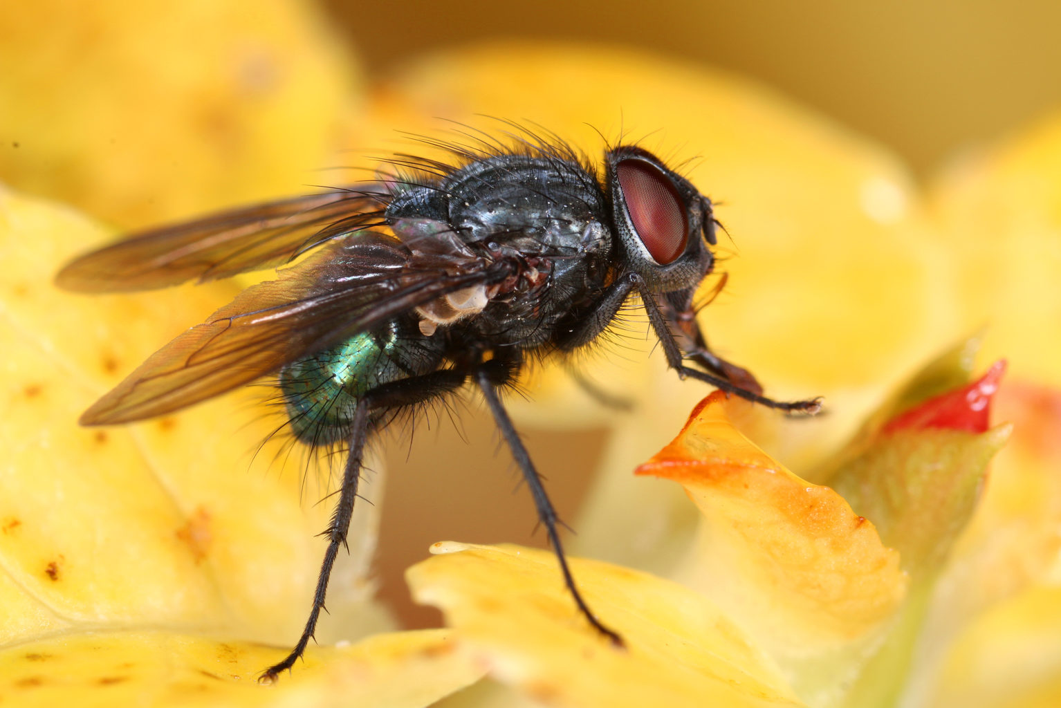 Valokuvaaja: Tarja Porkkala