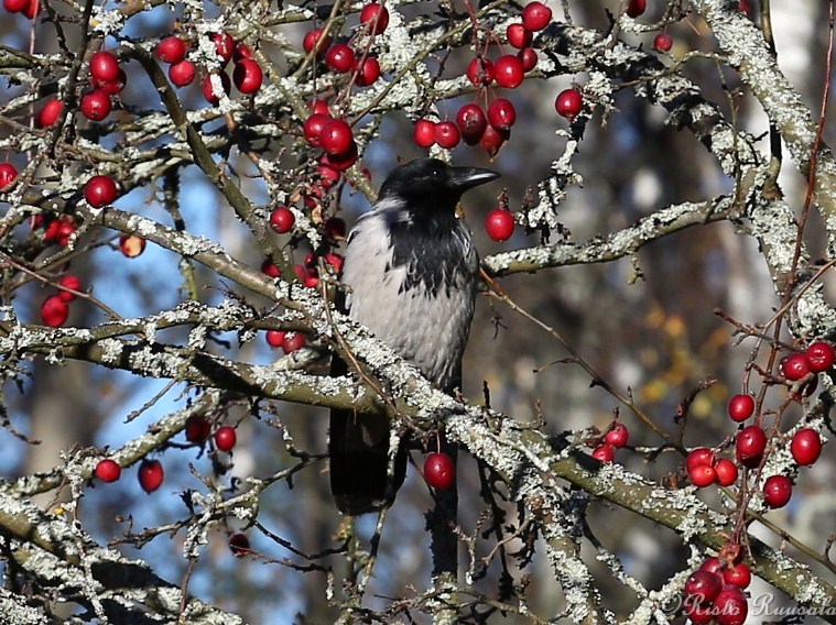 Valokuvaaja: Risto Ruusala