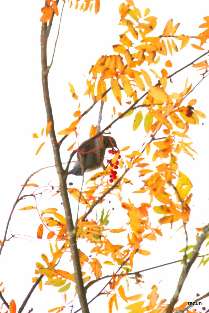 Valokuvaaja: reijo lehtonen