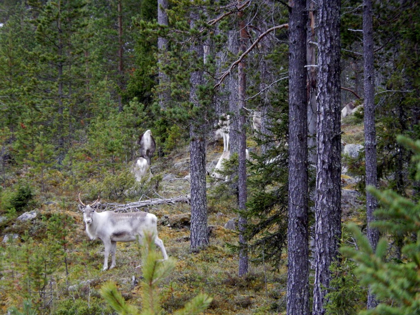 Valokuvaaja: Pirkko Siukonen