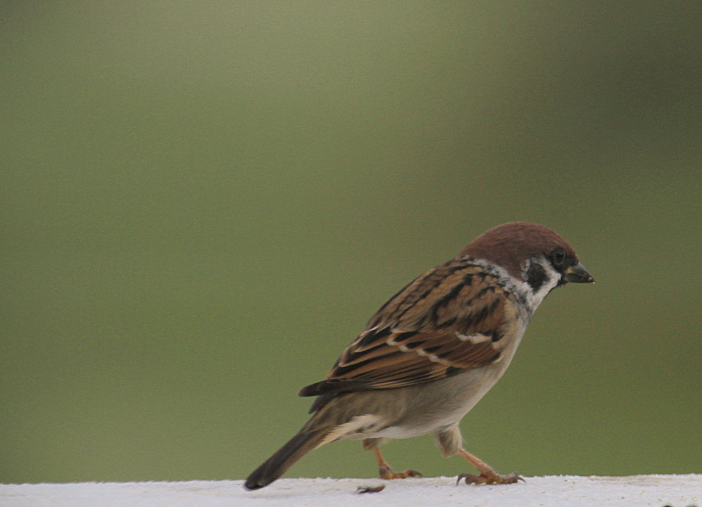 Valokuvaaja: Sirpa Jyske