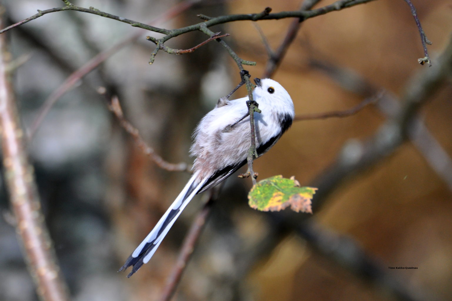 Valokuvaaja: Timo Kakko-Quednau
