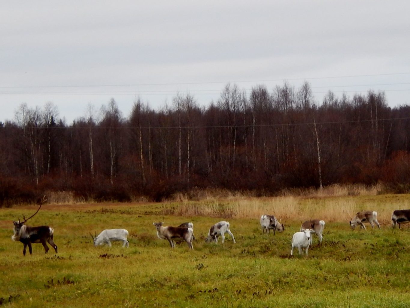Valokuvaaja: Pirkko Siukonen