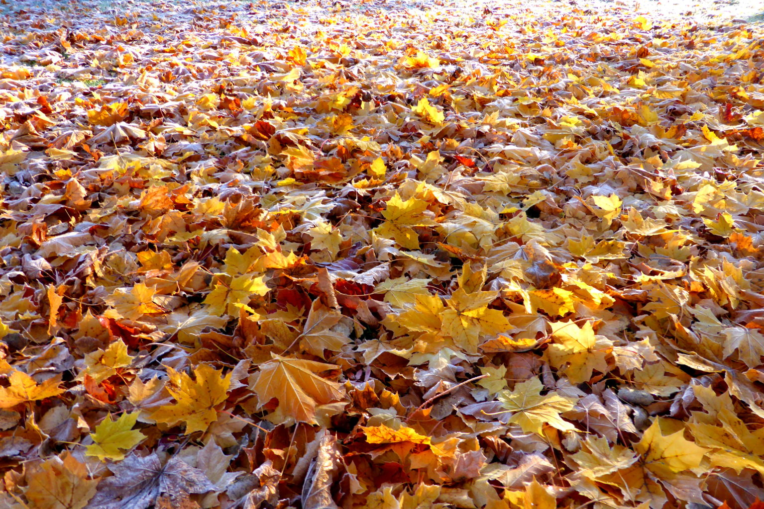 Valokuvaaja: Kaarlo Asikainen