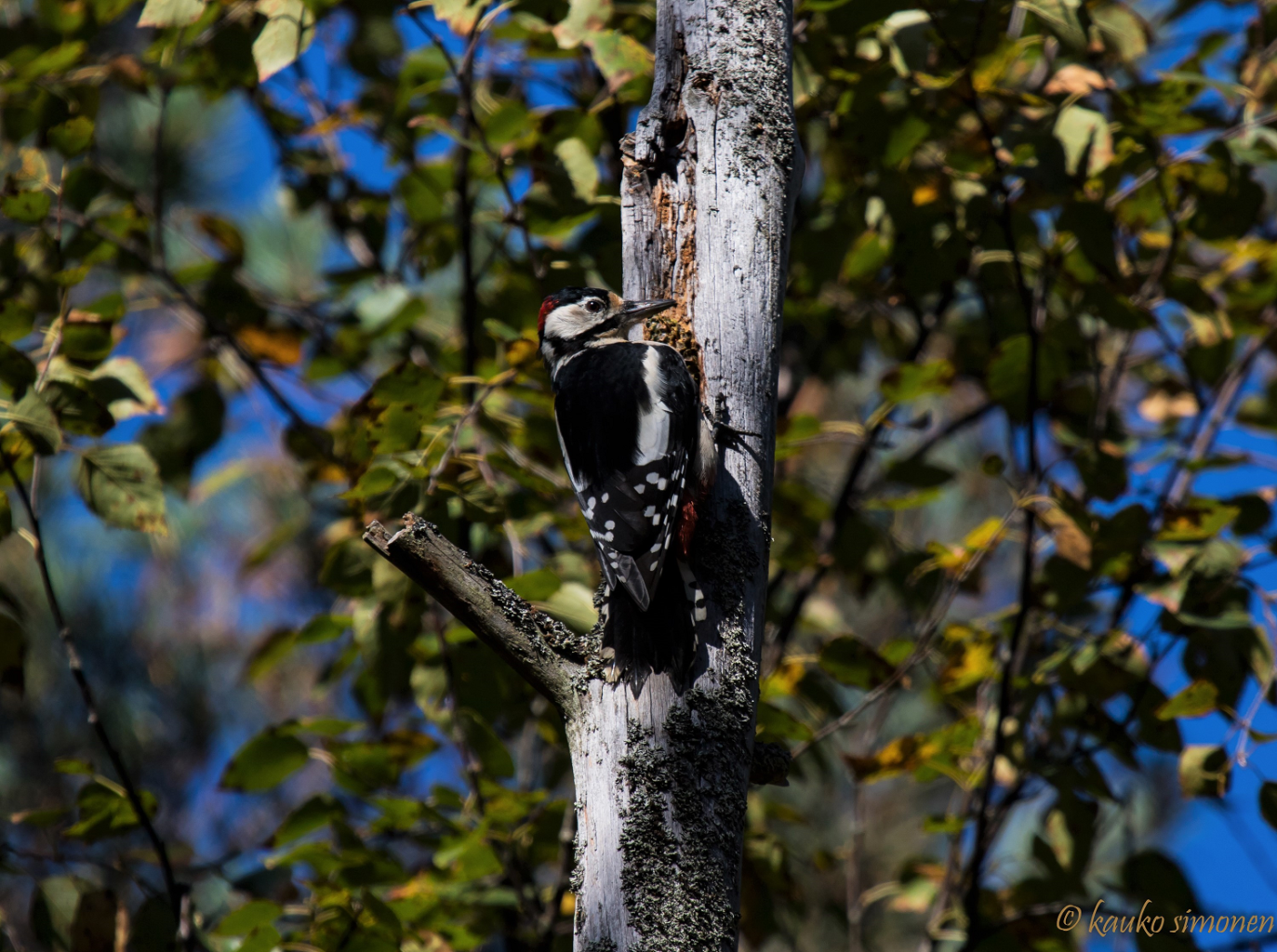 Valokuvaaja: Kauko Simonen