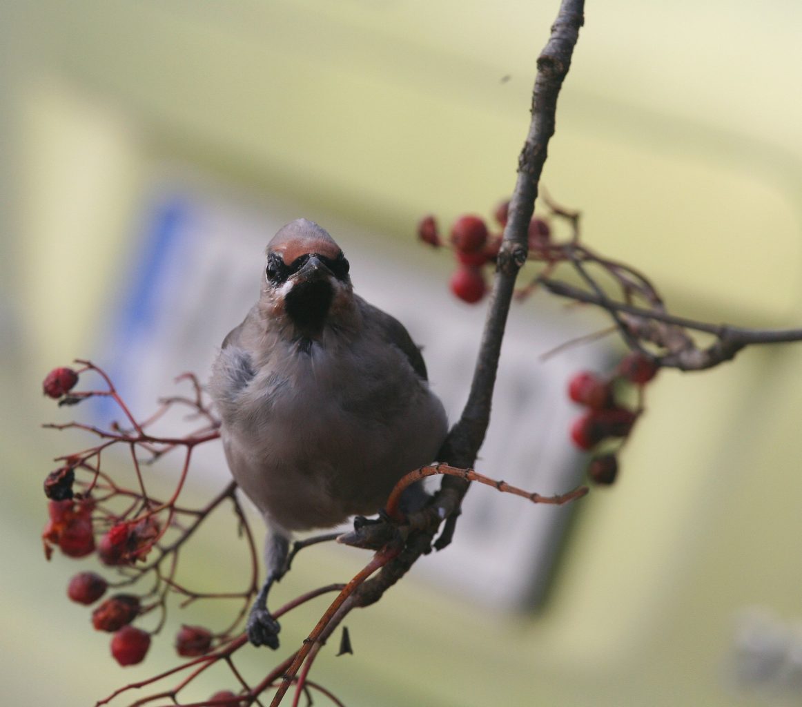 Valokuvaaja: Yrjö Meriläinen