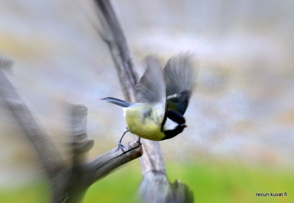 Valokuvaaja: Reijo lehtonen