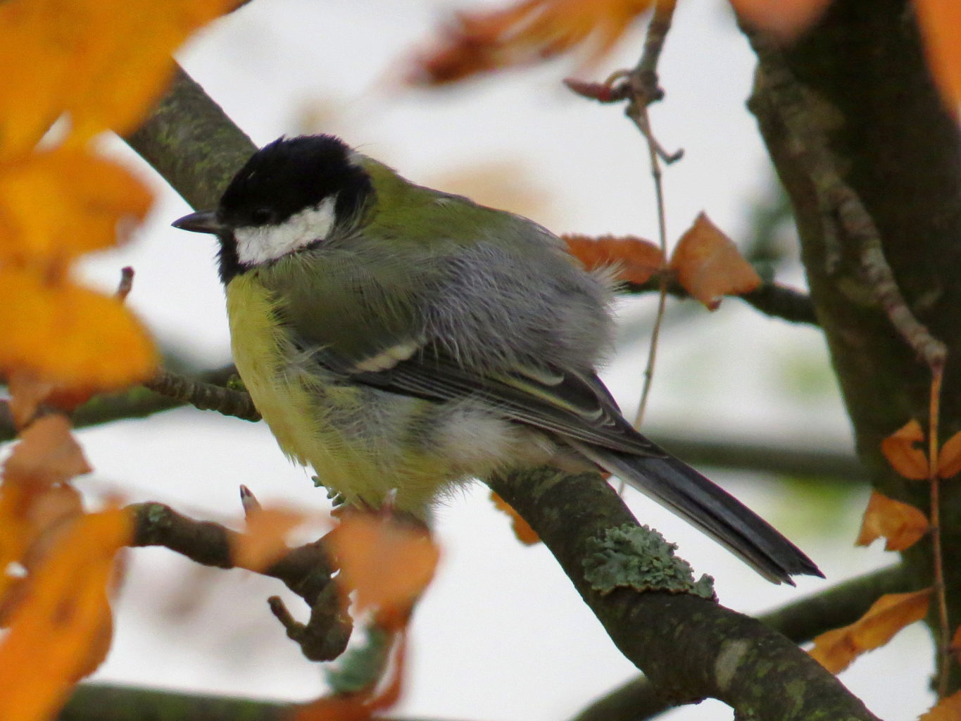 Valokuvaaja: Jaana Talvinen