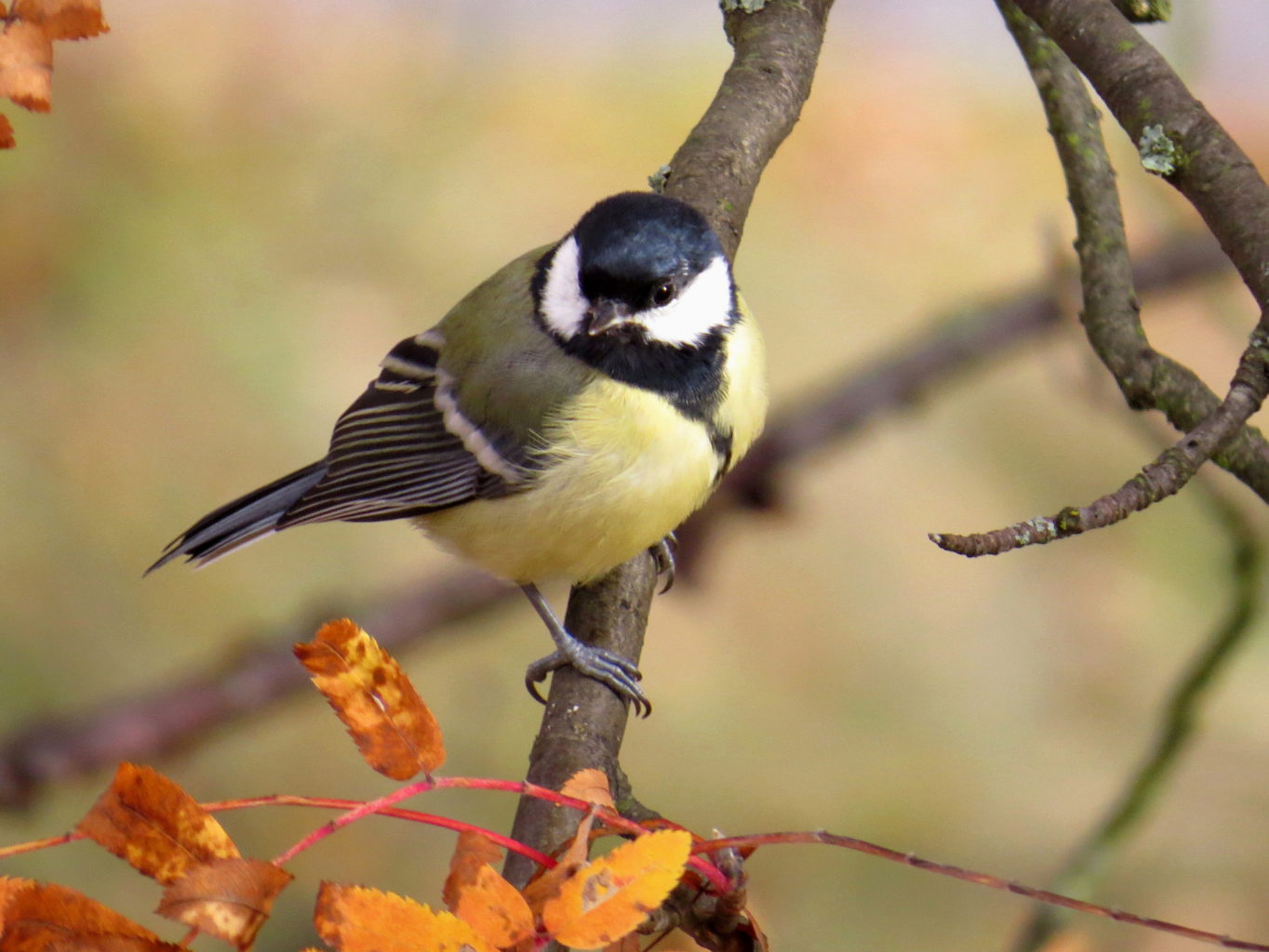 Valokuvaaja: Jaana Talvinen