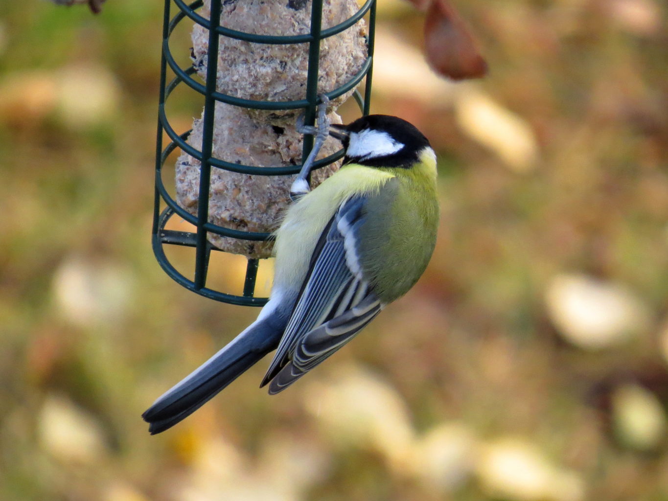 Valokuvaaja: Jaana Talvinen