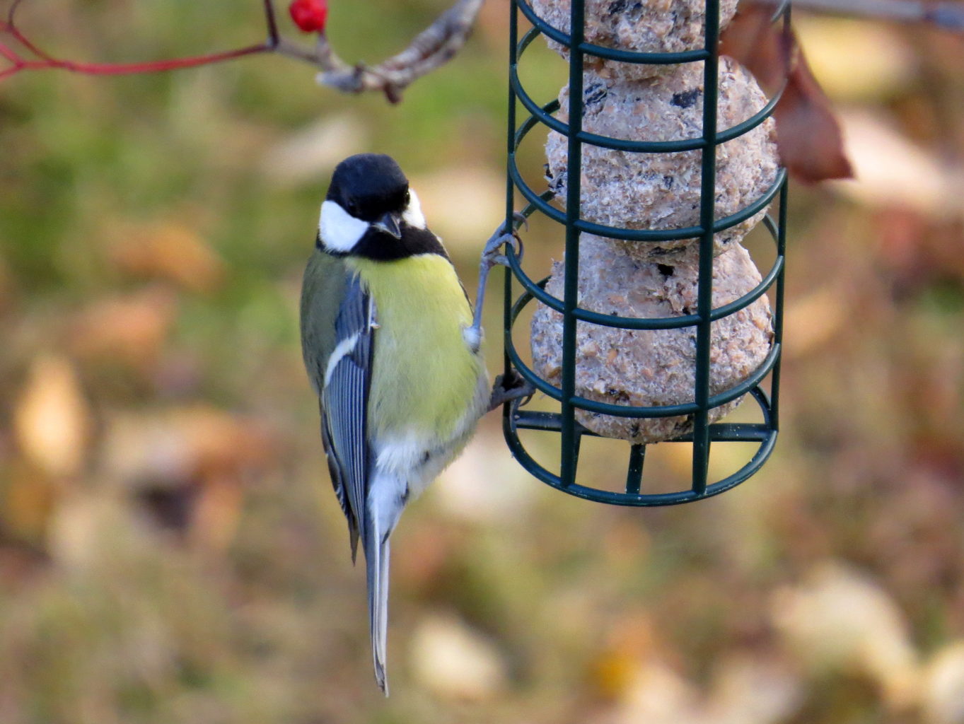 Valokuvaaja: Jaana Talvinen