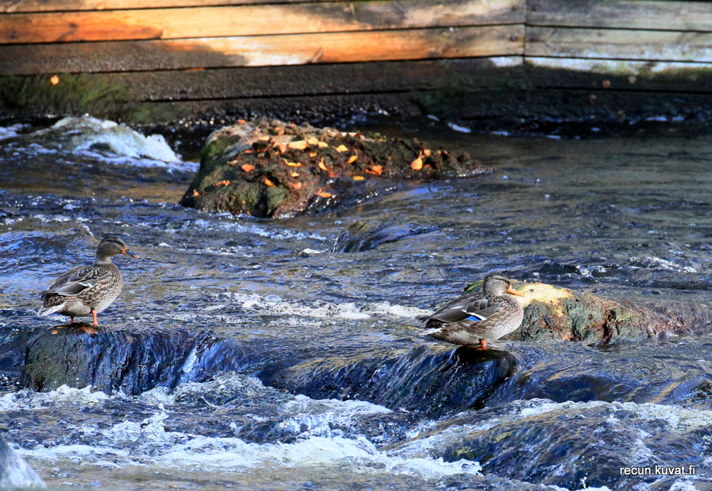 Valokuvaaja: Reijo Reccu Lehtonen