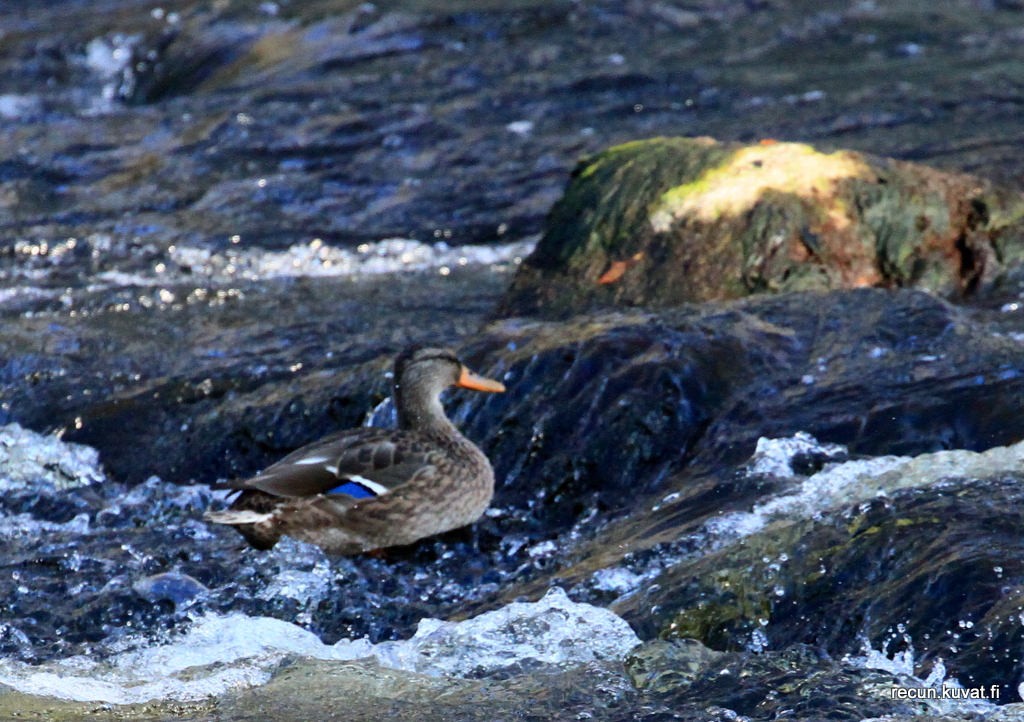 Valokuvaaja: reijo lehtonen